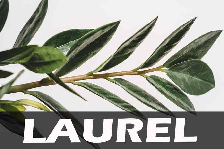 BANNERLAUREL BANNERLAUREL