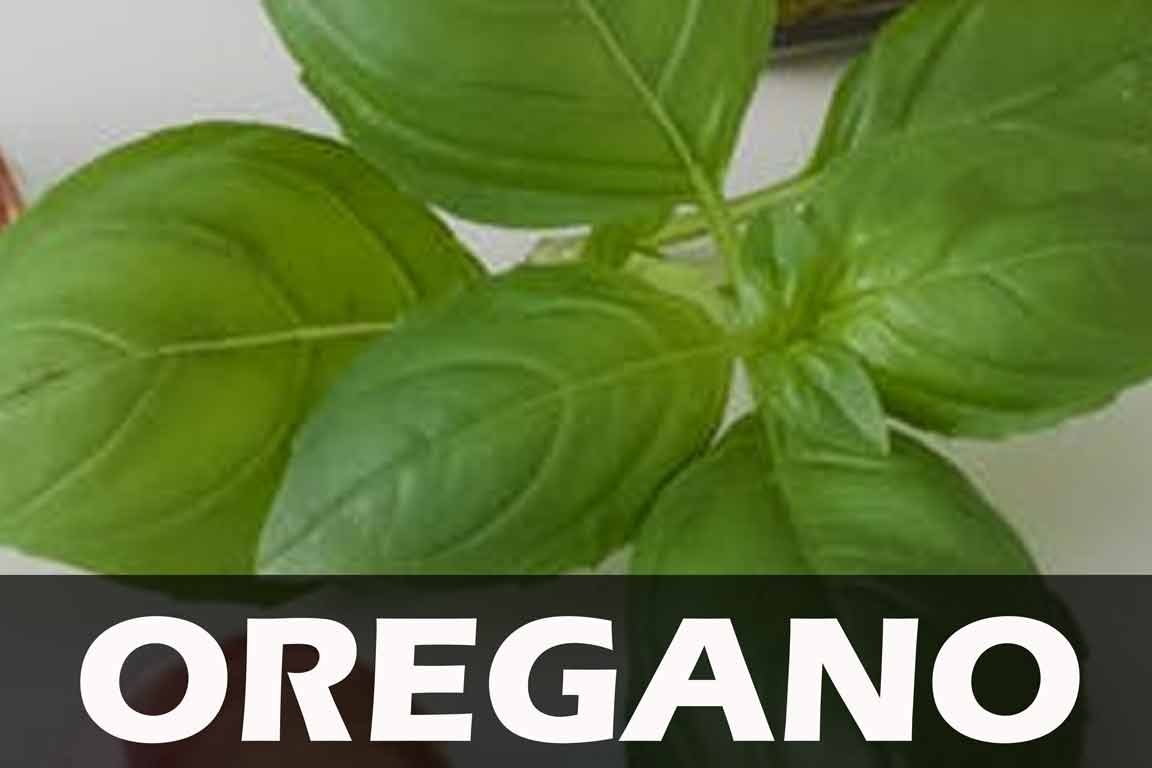 OREGANO-BNNER