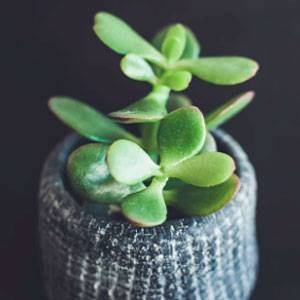 Jade (Crassula ovata) Planta purificadora