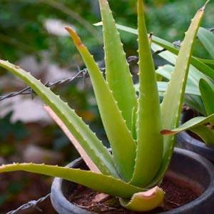 aloe vera planta purificadora de aire