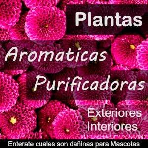 Plantas purificadoras y aromatizadoras